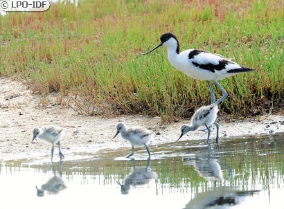 Avocette élégante