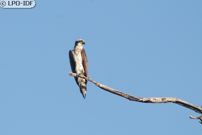 Balbuzard pêcheur