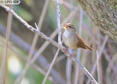 Bouscarle de Cetti