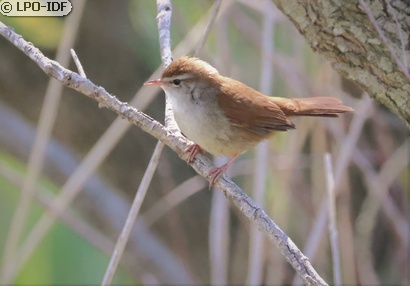 Bouscarle de Cetti
