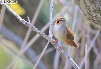 Bouscarle de Cetti