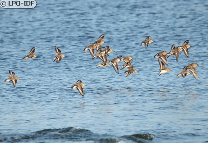 Bécasseau sanderling