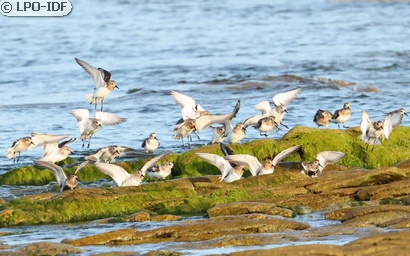 Bécasseau sanderling