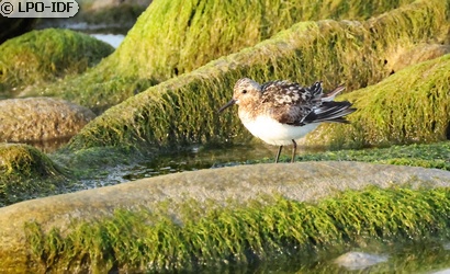 Bécasseau sanderling