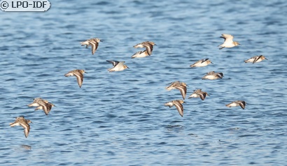 Bécasseau sanderling