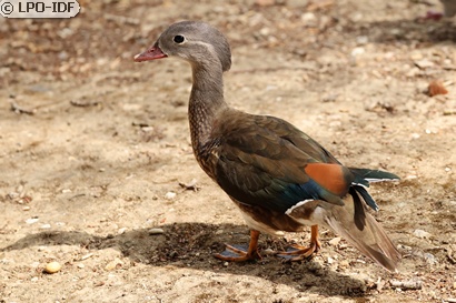 Canard mandarin