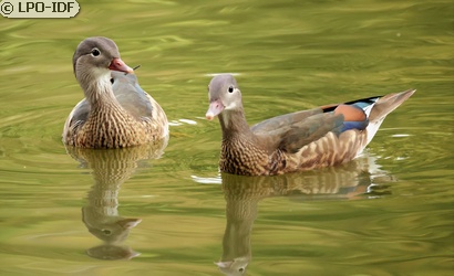 Canard mandarin