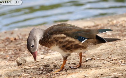 Canard mandarin