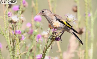 Chardonneret élégant