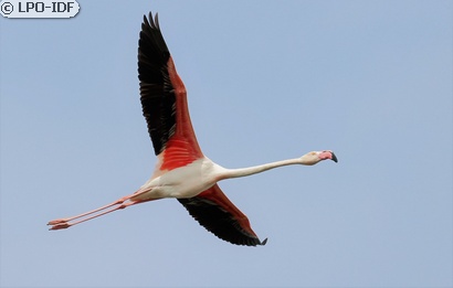 Flamant rose