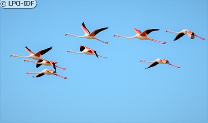 Flamant rose