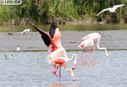 Flamant rose