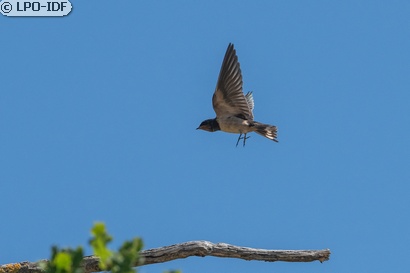 Hirondelle rustique