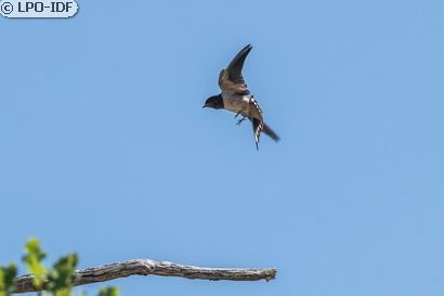 Hirondelle rustique