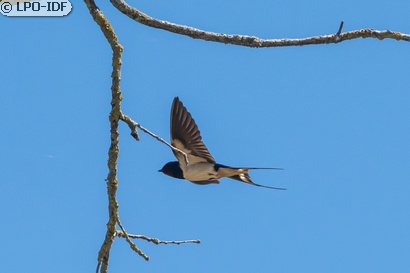 Hirondelle rustique