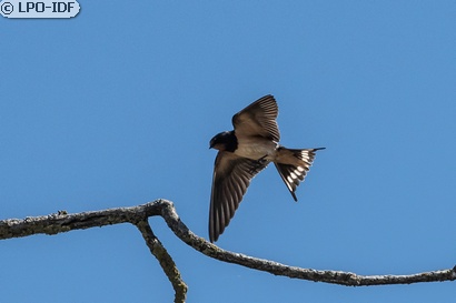 Hirondelle rustique