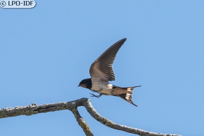 Hirondelle rustique