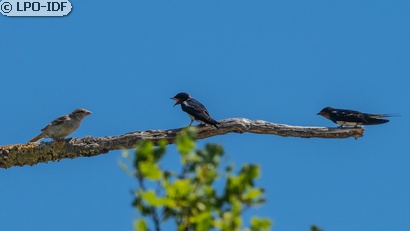 Hirondelle rustique