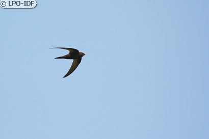 Martinet noir