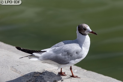 Mouette rieuse