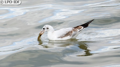 Mouette rieuse