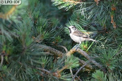 Mésange huppée